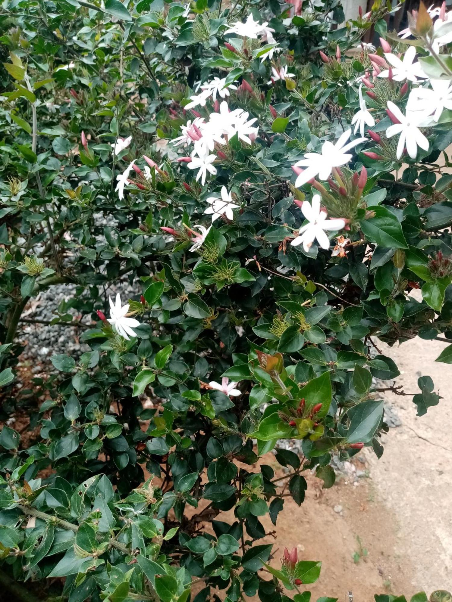 Apurvi Homestay Ella Bagian luar foto